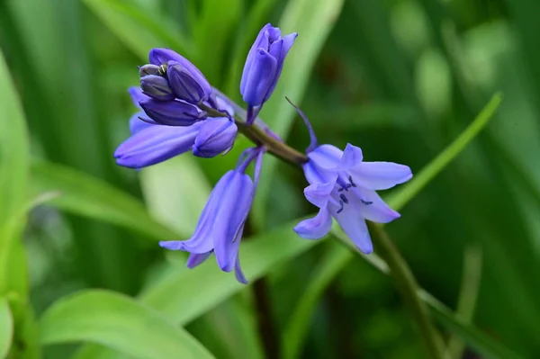 Vista Cerca Una Flores Púrpura Jardín — Foto de Stock
