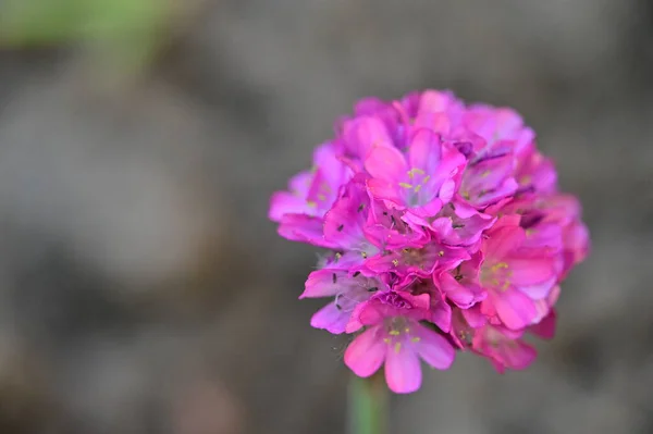 Piękny Kwiat Rosnący Ogrodzie — Zdjęcie stockowe