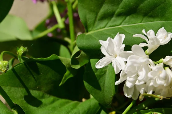 春の庭の白い花の終わり — ストック写真