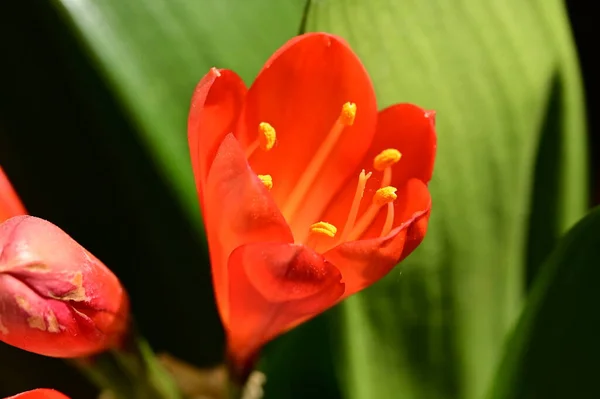 stock image beautiful red flowers in the garden