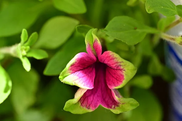 Όμορφο Ανοιξιάτικο Φόντο Ανθισμένα Λουλούδια — Φωτογραφία Αρχείου