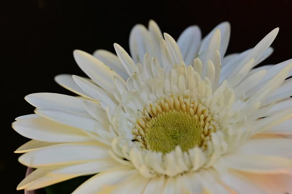 Bahar Bahçesindeki Beyaz Çiçeklere Yakın — Stok fotoğraf