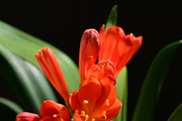 Mooie Rode Bloemen Tuin — Stockfoto