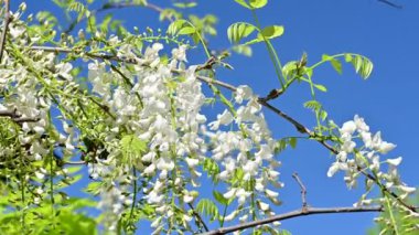 Bahar bahçesindeki beyaz çiçeklere yakın.