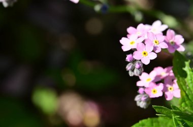 Bahçedeki güzel çiçekler