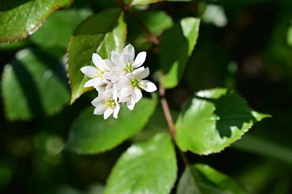 Närbild Vita Blommor Vår Trädgård — Stockfoto