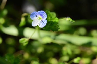 Bahçede güzel beyaz ve mor çiçekler