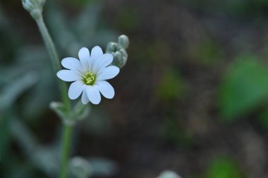 Bahar bahçesindeki beyaz çiçeklere yakın.