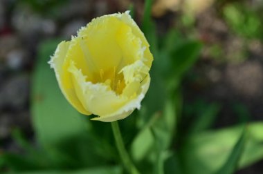 Bahçedeki güzel sarı çiçekler