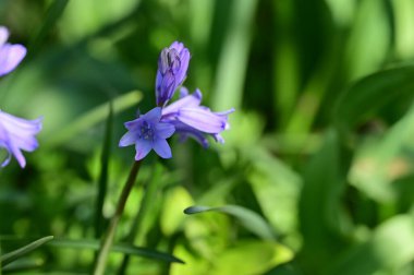 Bahçedeki mor çiçekleri kapat.