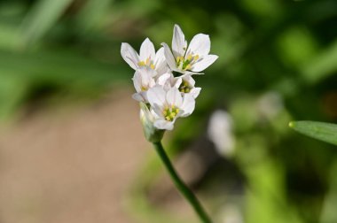Bahar bahçesindeki beyaz çiçeklere yakın.