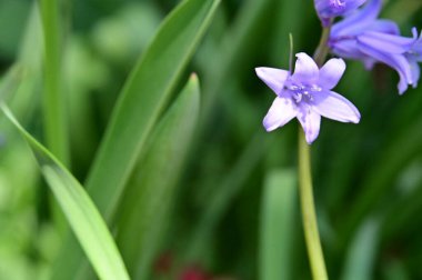 Bahçedeki mor çiçekleri kapat.