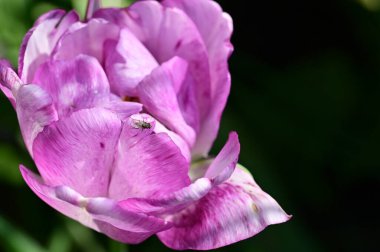 Bahçede büyüyen güzel lale