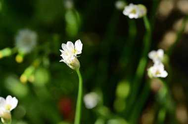 Bahar bahçesindeki beyaz çiçeklere yakın.
