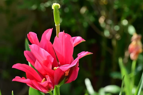 Beautiful Tulip Growing Garden — 스톡 사진