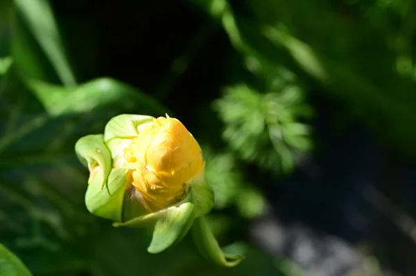 Krásné Žluté Květy Zahradě — Stock fotografie