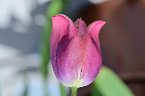 Belle Fleur Tulipe Rose Vue Rapprochée — Photo