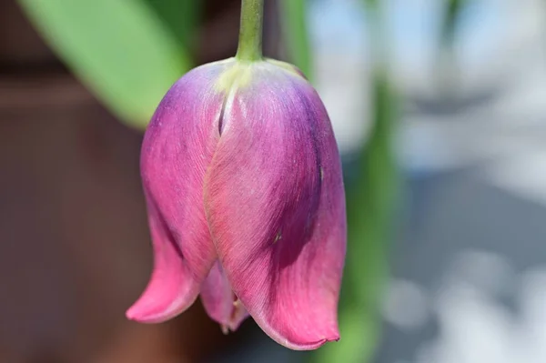 美丽的粉红郁金香花 — 图库照片