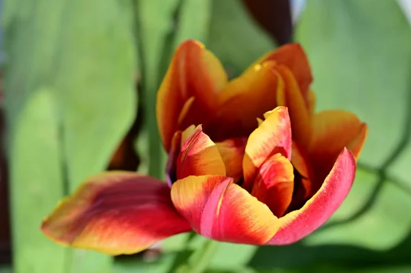 Красивый Красный Оранжевый Цветок Тюльпан Закрыть Вид — стоковое фото