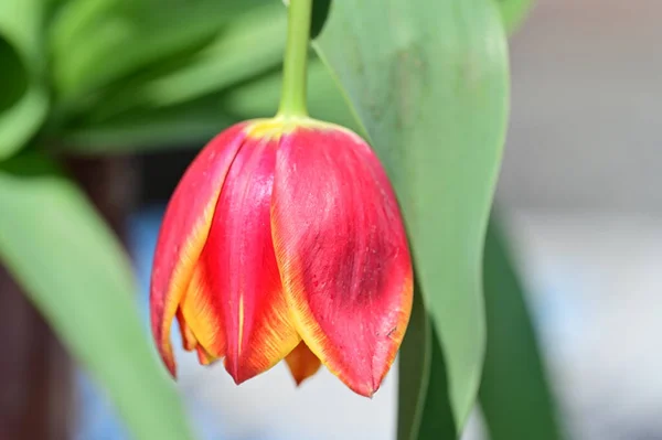 Красивый Красный Оранжевый Цветок Тюльпан Закрыть Вид — стоковое фото