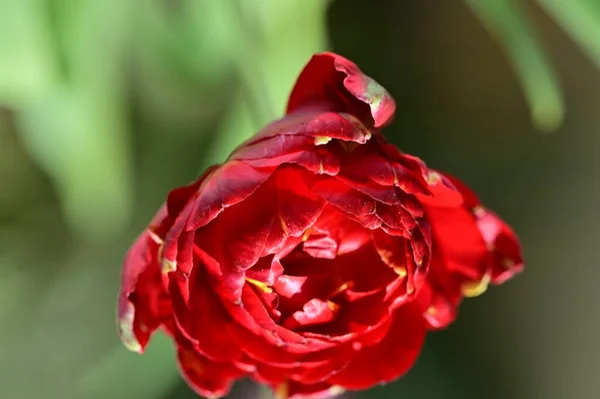 Piękne Czerwone Kwiaty Ogrodzie — Zdjęcie stockowe