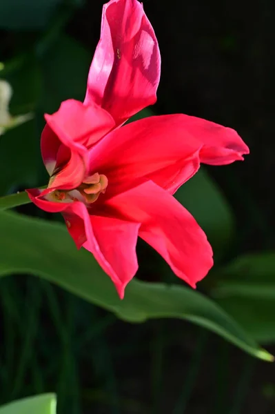Gyönyörű Tulipán Kertben — Stock Fotó