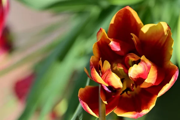 Gyönyörű Piros Narancs Tulipán Virág Közelről — Stock Fotó