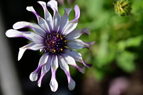 庭の美しい白と紫の花 — ストック写真