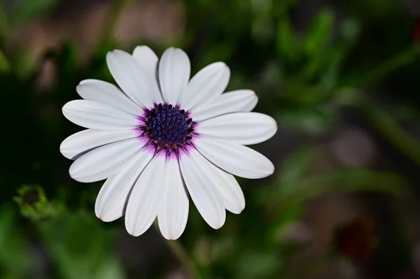 Belles Fleurs Blanches Violettes Dans Jardin — Photo