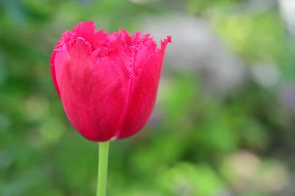 Όμορφο Ροζ Τουλίπα Λουλούδι Κοντινή Θέα — Φωτογραφία Αρχείου