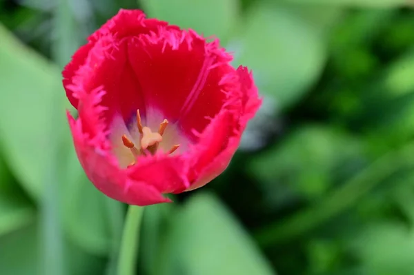 Hermosa Flor Tulipán Rosa Vista Cerca — Foto de Stock