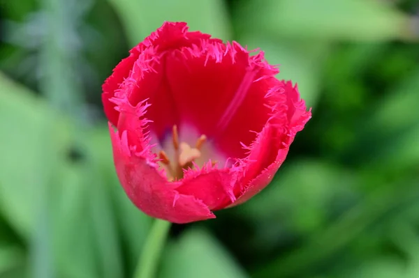 Bela Flor Tulipa Rosa Vista Perto — Fotografia de Stock
