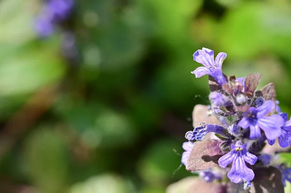 Close View Purple Flowers Garden — Stock Photo, Image