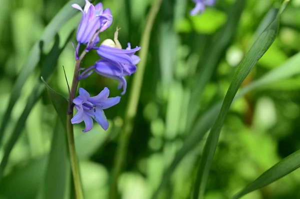 Vista Cerca Una Flores Púrpura Jardín — Foto de Stock