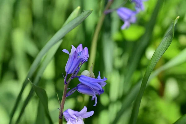 鸟瞰花园中一朵紫色的花 — 图库照片
