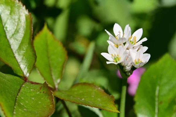 Крупним Планом Білі Квіти Весняному Саду — стокове фото