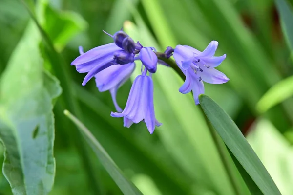 Vue Rapprochée Une Fleur Violette Dans Jardin — Photo