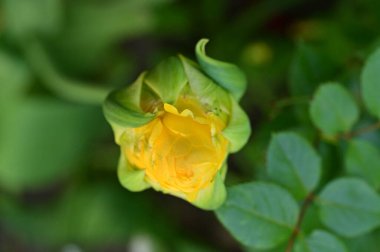 Bahçedeki güzel sarı çiçekler