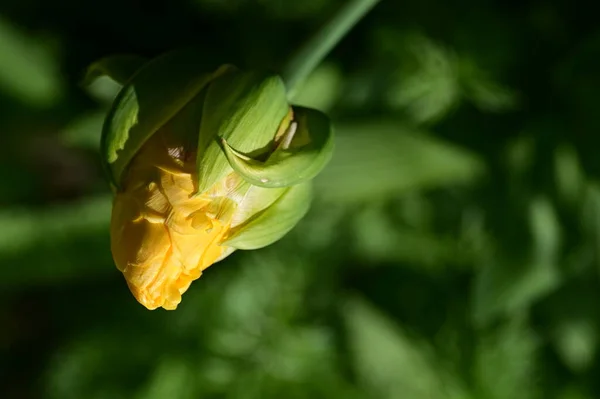 Όμορφα Κίτρινα Λουλούδια Στον Κήπο — Φωτογραφία Αρχείου