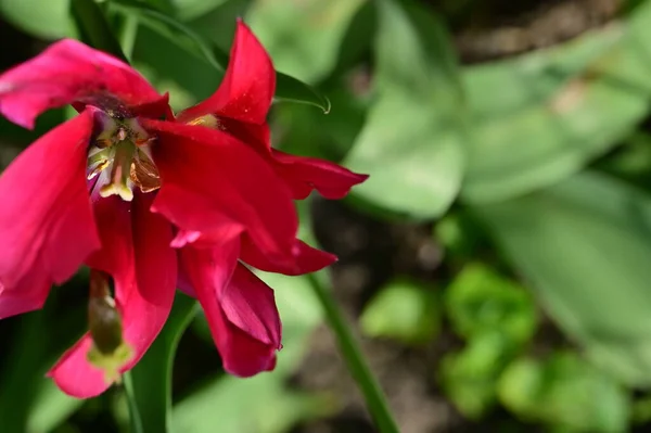 Piękny Tulipan Rośnie Ogrodzie — Zdjęcie stockowe