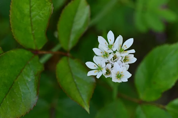Primer Plano Flores Blancas Jardín Primavera —  Fotos de Stock
