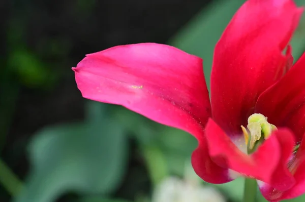 Beautiful Tulip Growing Garden — Foto de Stock