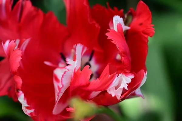 Красивый Тюльпан Растет Саду — стоковое фото