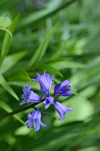 Крупним Планом Вид Фіолетові Квіти Саду — стокове фото