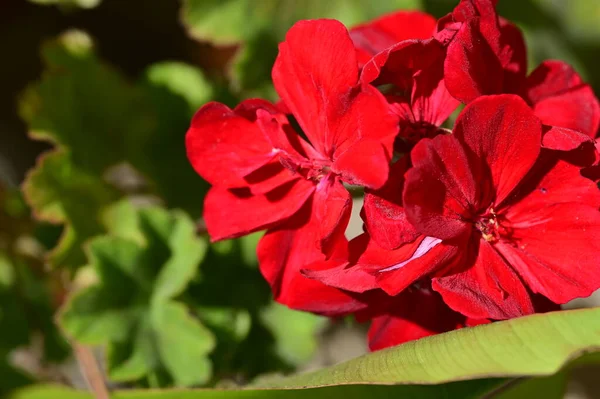 Belles Fleurs Rouges Dans Jardin — Photo
