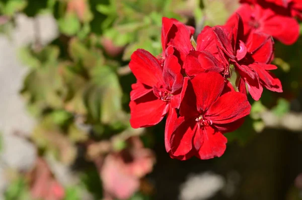 Vackra Röda Blommor Trädgården — Stockfoto