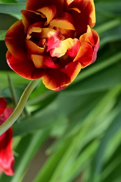 Όμορφο Κόκκινο Και Πορτοκαλί Τουλίπα Λουλούδι Κοντά Προβολή — Φωτογραφία Αρχείου