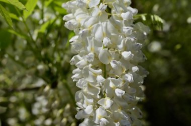 Bahar bahçesindeki beyaz çiçeklere yakın.