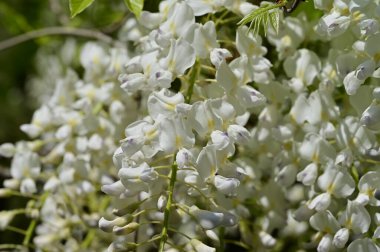 Bahar bahçesindeki beyaz çiçeklere yakın.