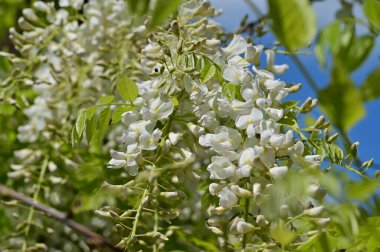Bahar bahçesindeki beyaz çiçeklere yakın.